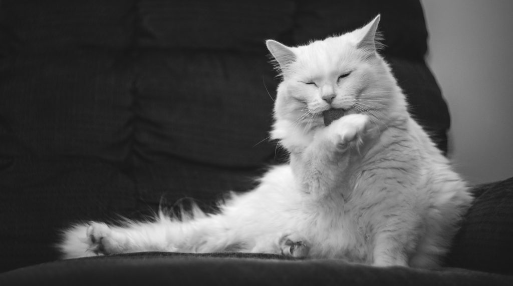 cat